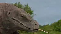 Komodovaraner
